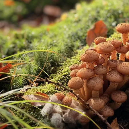 4summer Palm Tree Perlowa Przystan Parking, 650m Do Plazy, 650 Meter Zum Apartamento Kołobrzeg