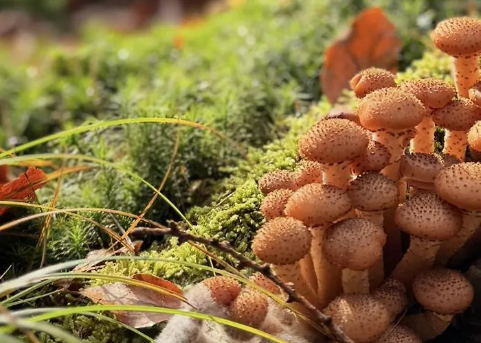 4summer Palm Tree Perlowa Przystan Parking, 650m Do Plazy, 650 Meter Zum Apartamento Kołobrzeg